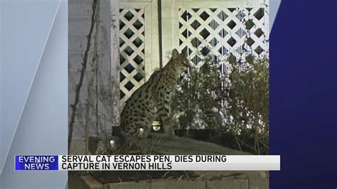 African cat injured, dies after escaping home in Vernon Hills: police